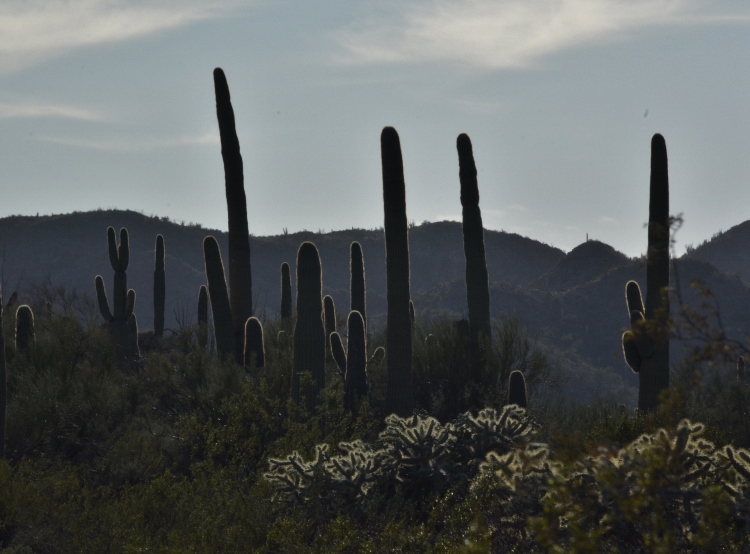 rising saguaro in silhouette